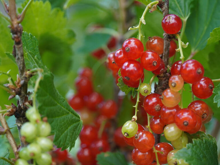 Mit dem Projekt „Essbares Radolfzell – Gemeinsam pflanzen und ernten“ sollen öffentliche Grünflächen in lebendige Orte für Natur, Begegnung und gesunde Ernährung verwandelt werden.