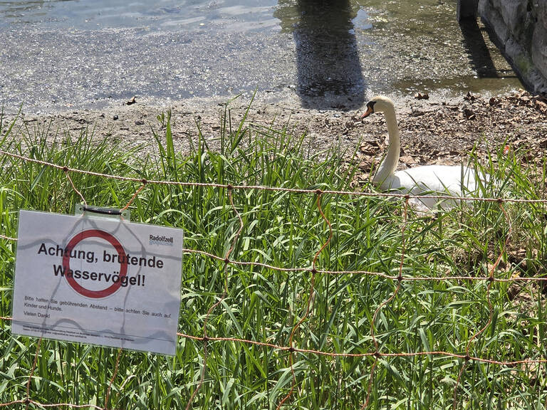 Ein Schwan sitzt am Ufer im Radolfzeller Hafen hinter einem Zaun mit einem Schild, das auf brütende Wasservögel aufmerksam macht.