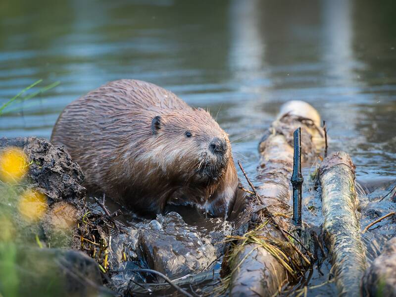 Ein Biber steht am Ufer eines Gewässers zwischen Holz und Pflanzen. 