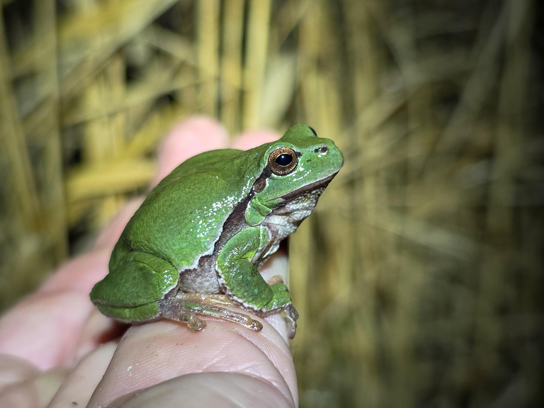 Ein grüner Laubfrosch sitzt auf einer Hand vor einem unscharfen Hintergrund aus trockenem Gras.