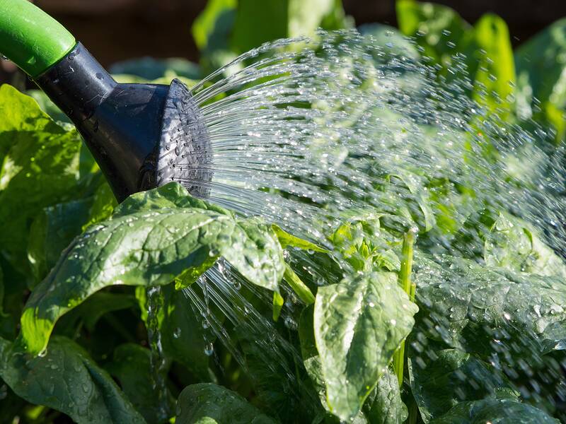 Ein Gummischlauch mit einer Gießkanne bewässert frische Spinatblätter im Garten.