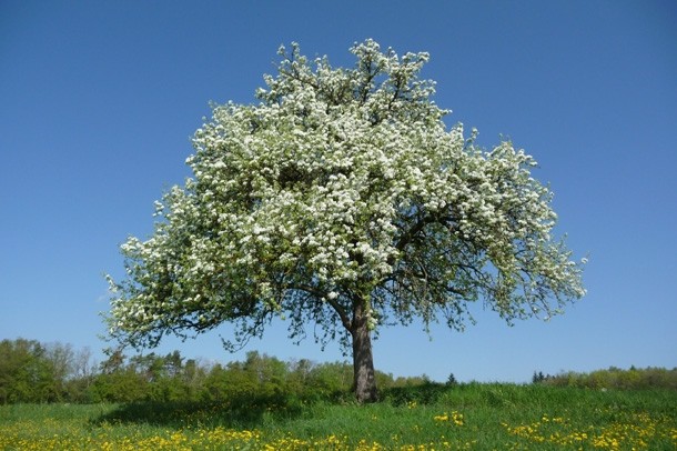  Obstbaum in voller Blüte 