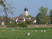  Störche auf einer Wiese, im Hintergrund sieht man den Kirchturm von Böhringen und einige Häuser 