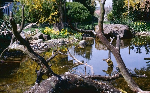  Bild eines Naturgartens mit Teich 