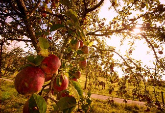 Ausgabe Streuobstbäume am 25. Oktober