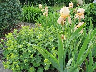 Neuauftritt für den Garten-Wettbewerb